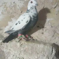 سلام به همه عشقبازان چهار تا حیون بشرط