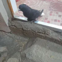 شهر جایزان|پرنده|بهبهان, |دیوار