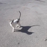 واگذاری کربه