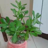 گل با گلدانهاش|گل و گیاه طبیعی|گلبهار, شهر جدید گلبهار|دیوار