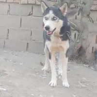 سگ هاسکی قیمت پایین|سگ|آزادشهر, |دیوار