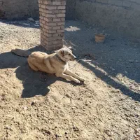 سگ رمه ای|سگ|گزیک, |دیوار