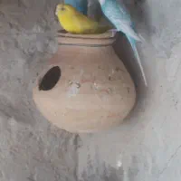 مرغ عشق|پرنده|سراوان, |دیوار