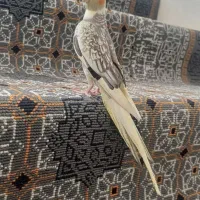 ۱ عروس هلندی ابلغ لوتینو دستی دستی سخنگو|پرنده|مرودشت, گندم‎|دیوار
