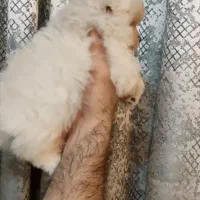 توله پامرانیان اصیل