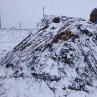 کاه گندم دو ساله