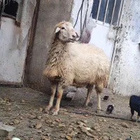 قوچ ۴کره|حیوانات مزرعه|مشگین شهر, |دیوار