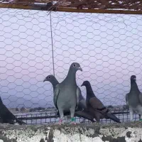 جوجه پلاکی