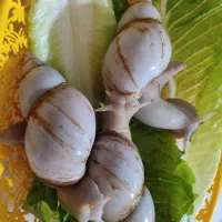 حلزون شاه مولد تخم گذار ۱۳ سانتی