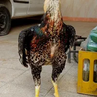 تخم نطفه دار لاری برهما اصیل ودورگه|حیوانات مزرعه|اردبیل, |دیوار