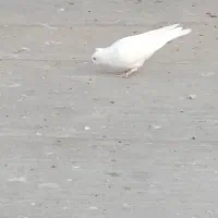 سفید کاکلی المانی