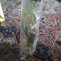 گلدان شیشه ای با گل