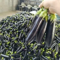 بادمجان ریز ریز،لوبیا سبز(داوطلبانه)|خوردنی و آشامیدنی|پاکدشت, پاکدشت (مامازند)|دیوار