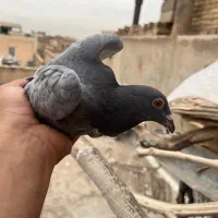 کبوتر مسافتی