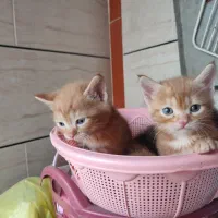 پرشین بریتیش گلد