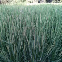 کوداوره