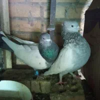 فروش کفتر|پرنده|شیراز, تندگویان|دیوار