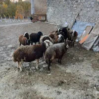 گوسفند داشتی|حیوانات مزرعه|بروجرد, |دیوار