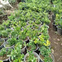 یاس هلندی|گل و گیاه طبیعی|کلاچای, |دیوار