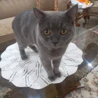 گربه  اسکاتیچ.نر.