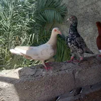 خروس کبوتر آبپخش...