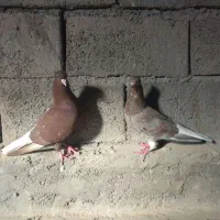 جفت دم سفید دم تخم|پرنده|بیرجند, |دیوار