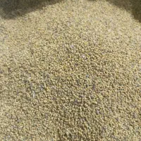 بذر یونجه