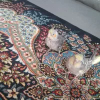 عروس هلندی جفت