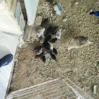 جوجه محلی 45روزه