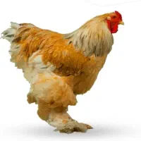 لوازم مرغ آبخوری دون خوری زیر فی ارزان