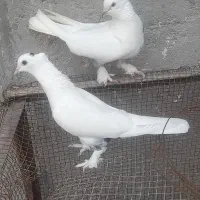 کبوتر سفید مچپر و پاپر