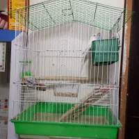 مرغ عشق|پرنده|کرج, کمال‌شهر|دیوار