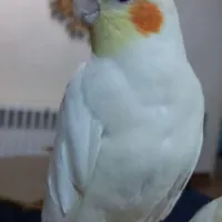 عروس هلندی گمشده