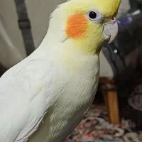 عروس هلندی|پرنده|بندرعباس, |دیوار