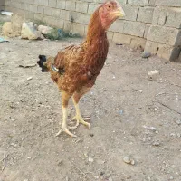 مرغ‌لاری|حیوانات مزرعه|پائین جام, |دیوار