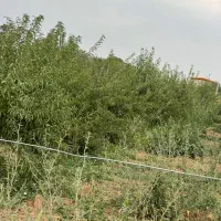 باغ-نهال-بادام