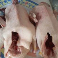 موجود زنده و پرکنده اردک محلی|حیوانات مزرعه|حویق, |دیوار