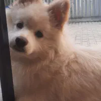 سگ سامویید|سگ|کرمانشاه, |دیوار