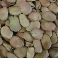 باقله خشک برکت