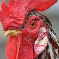 تعویض خروس با مرغ کم سن