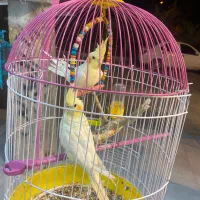 فروش دو پرنده عروس هلندی