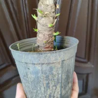 گل یوکا طبیعی|گل مصنوعی|کرج, دولتآباد|دیوار