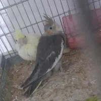 جوجه عروس هلندی