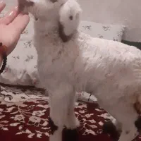 بره شیری گوسفند میش بز