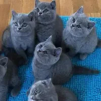 خریدوفروش گربه اسکاتیش