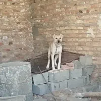 توله سگ افغان