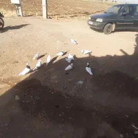 فروشی کبوتر|پرنده|باغ حلی, |دیوار