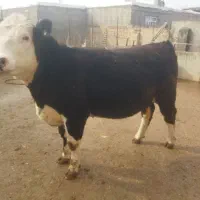 گوساله سیمین تال هرفورد