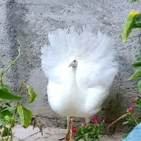 بز و بزغاله سانن|حیوانات مزرعه|گلبهار, نوبهار|دیوار