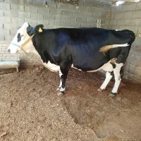 گاو شیری مونتبلیارد|حیوانات مزرعه|آق قلا, |دیوار